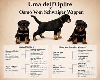 Cuccioli rottweiler