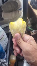 Uccelli
