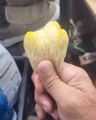 Uccelli