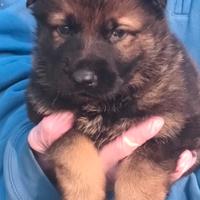 Pastore Tedesco linea lavoro