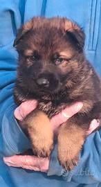 Pastore Tedesco linea lavoro