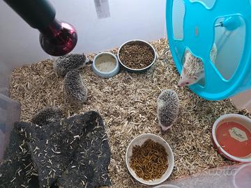 Cuccioli Ricci Africani