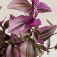 Tradescantia