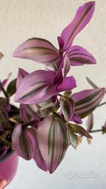 Tradescantia