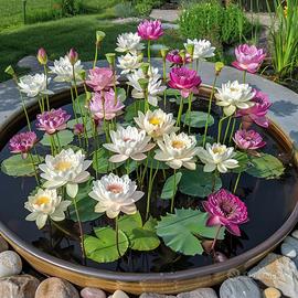 Piantine di fiore di loto