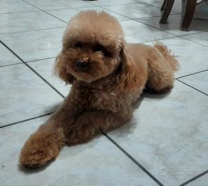 Barboncino Toy X Accoppiamento