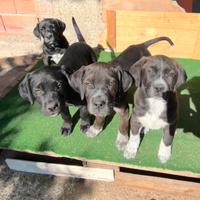 Cuccioli, San sperate provincia di Cagliari