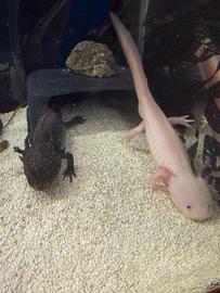 Coppia axolotl