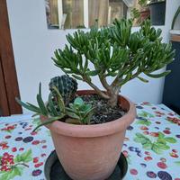 Vaso composizione piante assortite