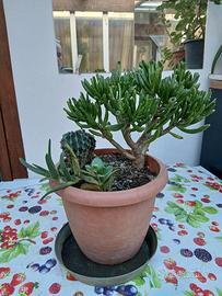 Vaso composizione piante assortite