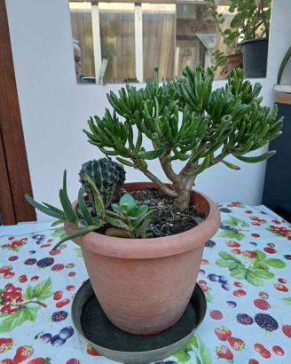 Vaso composizione piante assortite