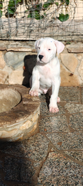 Dogo argentino