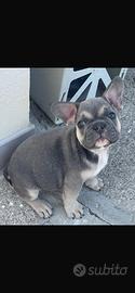 Bulldog francese