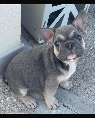Bulldog francese