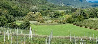 Terreno agricolo Vigolo Baselga