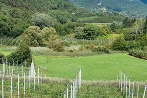 Terreno agricolo Vigolo Baselga