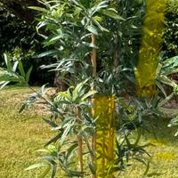 PIANTE ARTIFICIALI VARIE CON PORTAVASO