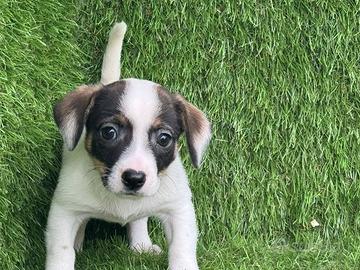 Jack Russell