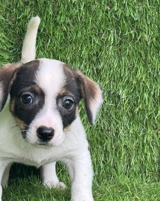 Jack Russell