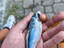 Immagine 2