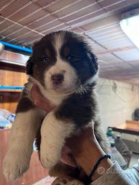 Pastore australiano red color