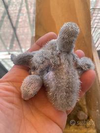 Inseparabili pappagalli pulli 3460315916