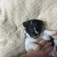 Cuccioli di Border Collie