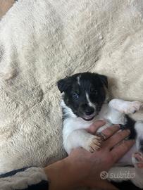 Cuccioli di Border Collie