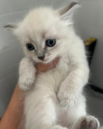 Gattini siberiani ipoallergenici