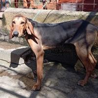 Disponibilità di cuccioli di segugio italiano