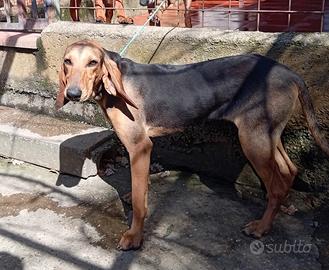 Disponibilità di cuccioli di segugio italiano