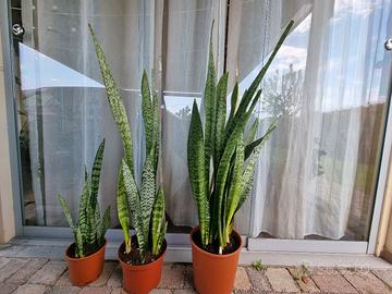 MONTECATINI TERME  piante di Sanseveria in cespi