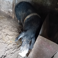 Incrocio cinta senese