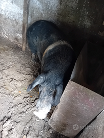 Incrocio cinta senese