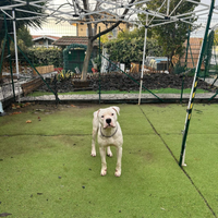 Dogo argentino
