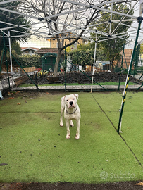Dogo argentino