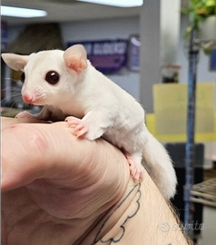 Baby Petauro Leucistico