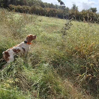 Epagneul breton maschio di 2 anni con pedigree