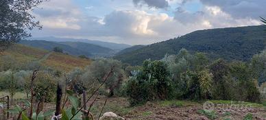Casolare nel Cilento con 10000m2 di terreno