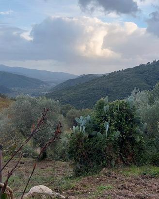 Casolare nel Cilento con 10000m2 di terreno