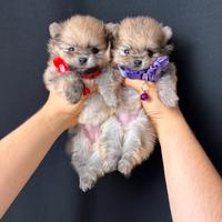 Pomerania TOY cuccioli disponibili di 2 mesi