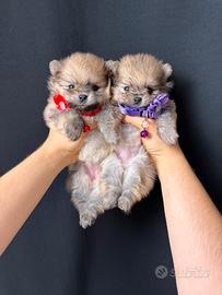 Pomerania TOY cuccioli disponibili di 2 mesi