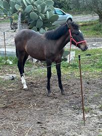 Disponibile puledro per la vendita