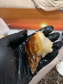 Volontaria lumache o chiocciole