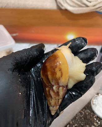 Volontaria lumache o chiocciole