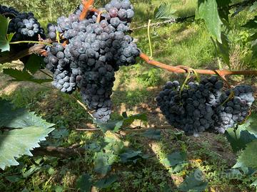 Uva da Vino