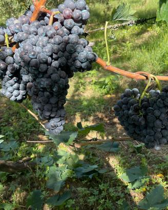 Uva da Vino
