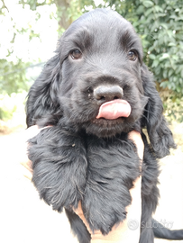 Cocker spaniel inglese pedigree PET TERAPY nero