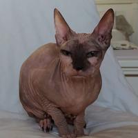 Gattina don sphynx tortie già mamma