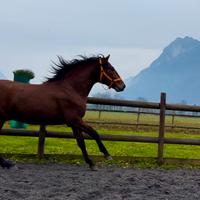 Cavallo Andaluso